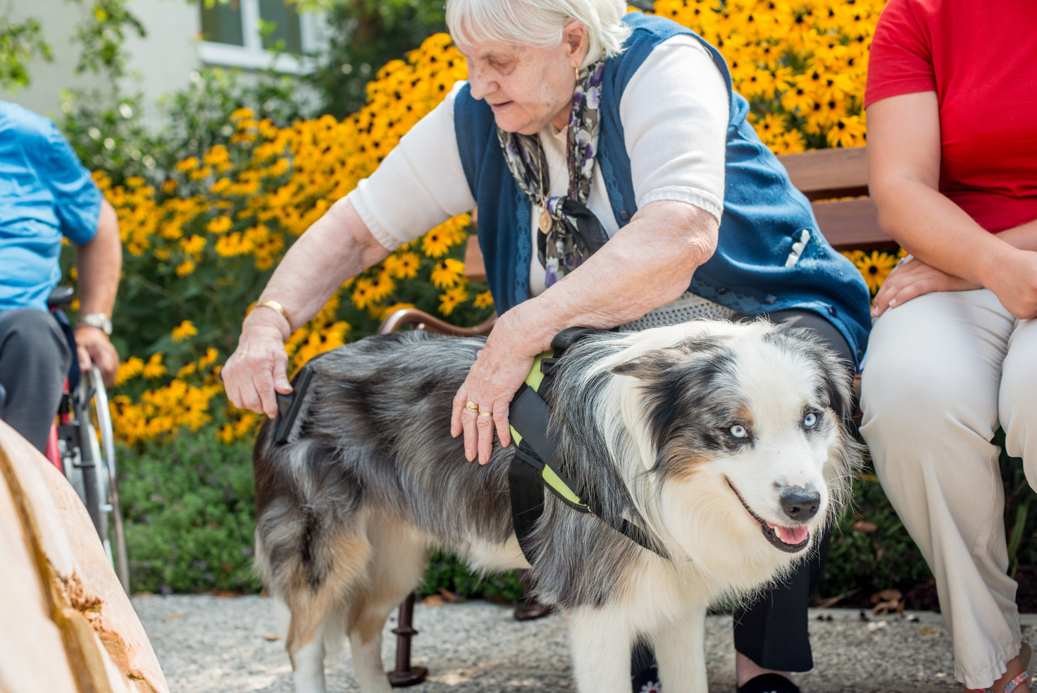 Dog As Emotional Support Animal For Seniors In The Nursing Home